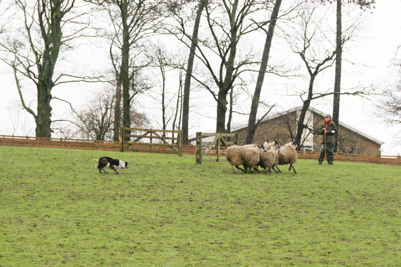 'World record price smashed' as sheep dog sells for over €22,500
