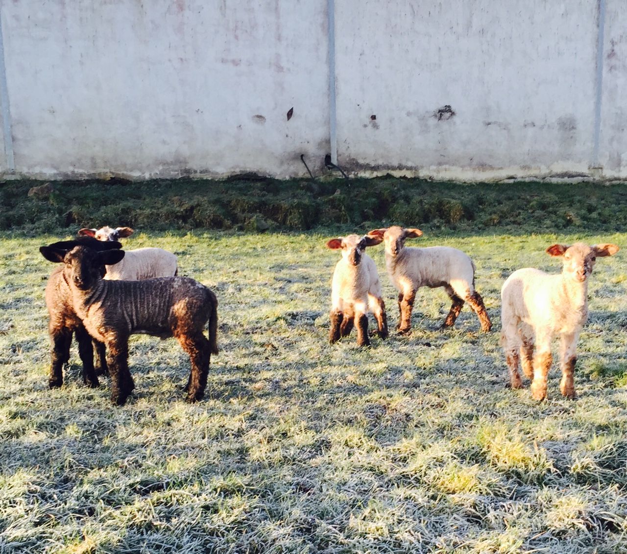 Soil temperatures above normal despite frosty nights