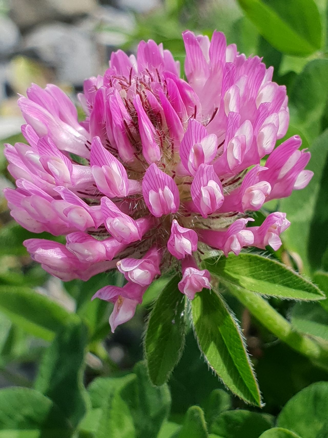Weed control crucial in managing red clover swards - AFBI