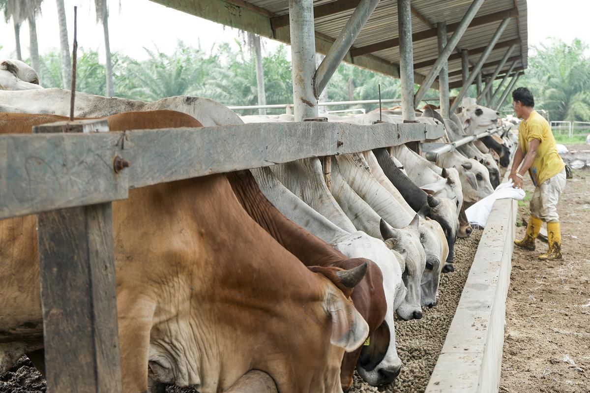 Facts and figures: What drives agricultural exports from Brazil?