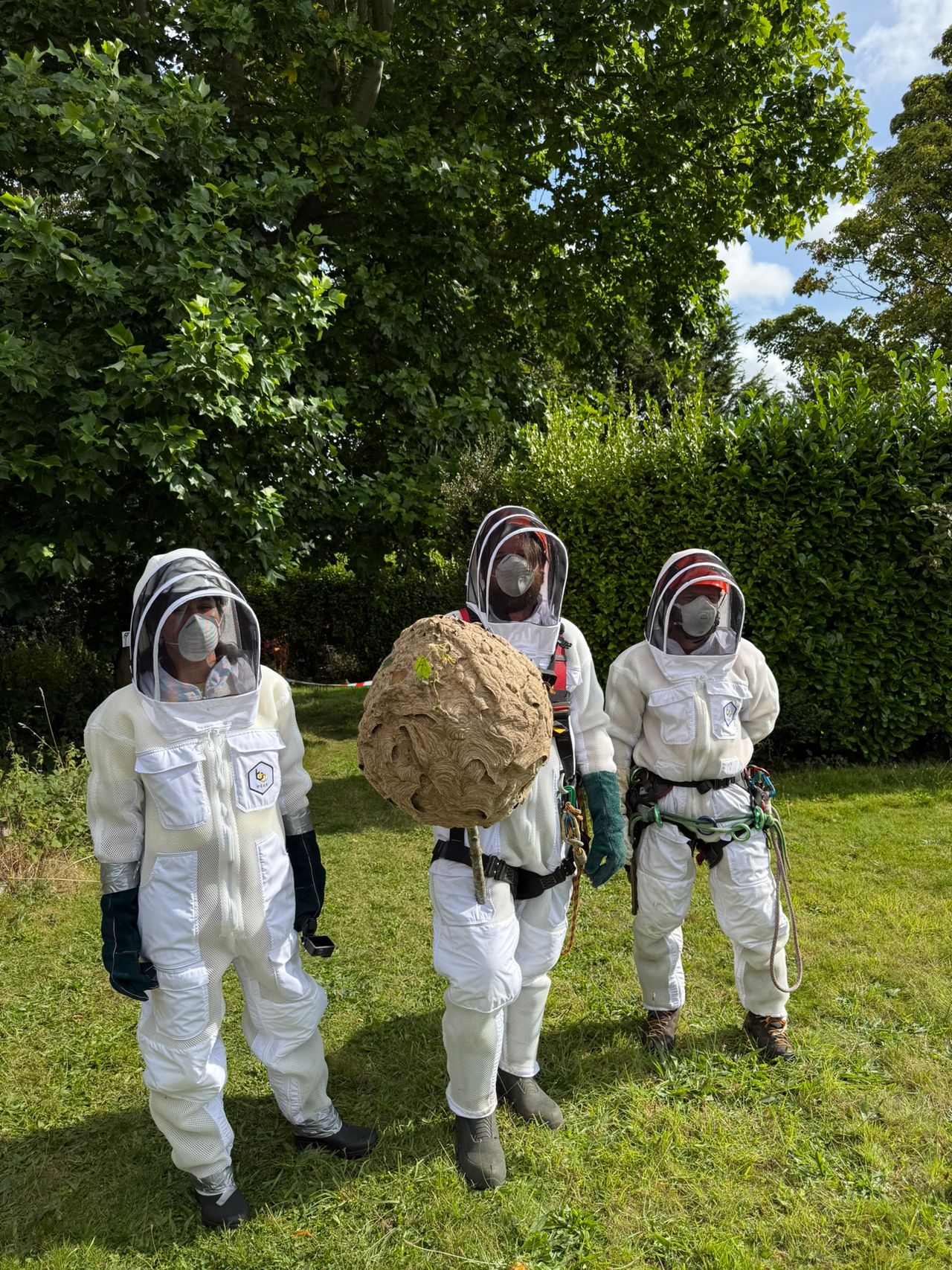 24 verified sightings of Asian hornet - NPWS
