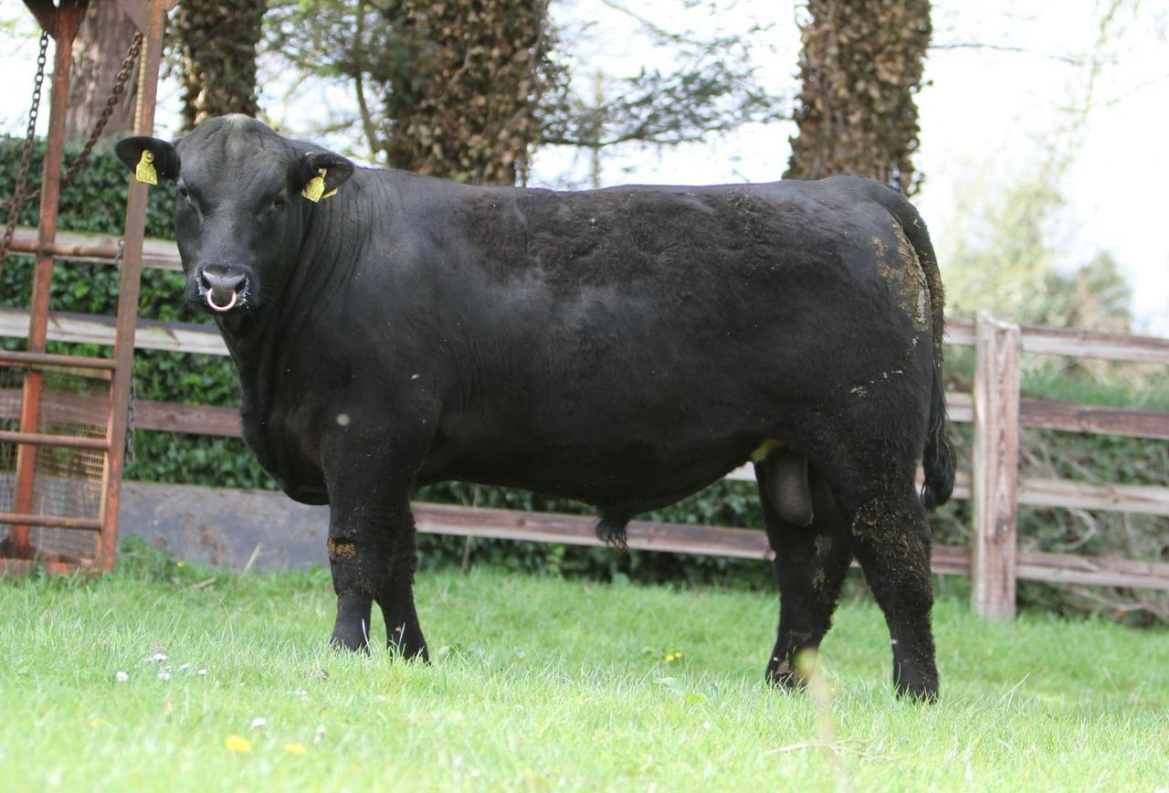 Angus bull sale comes to Urlingford export centre