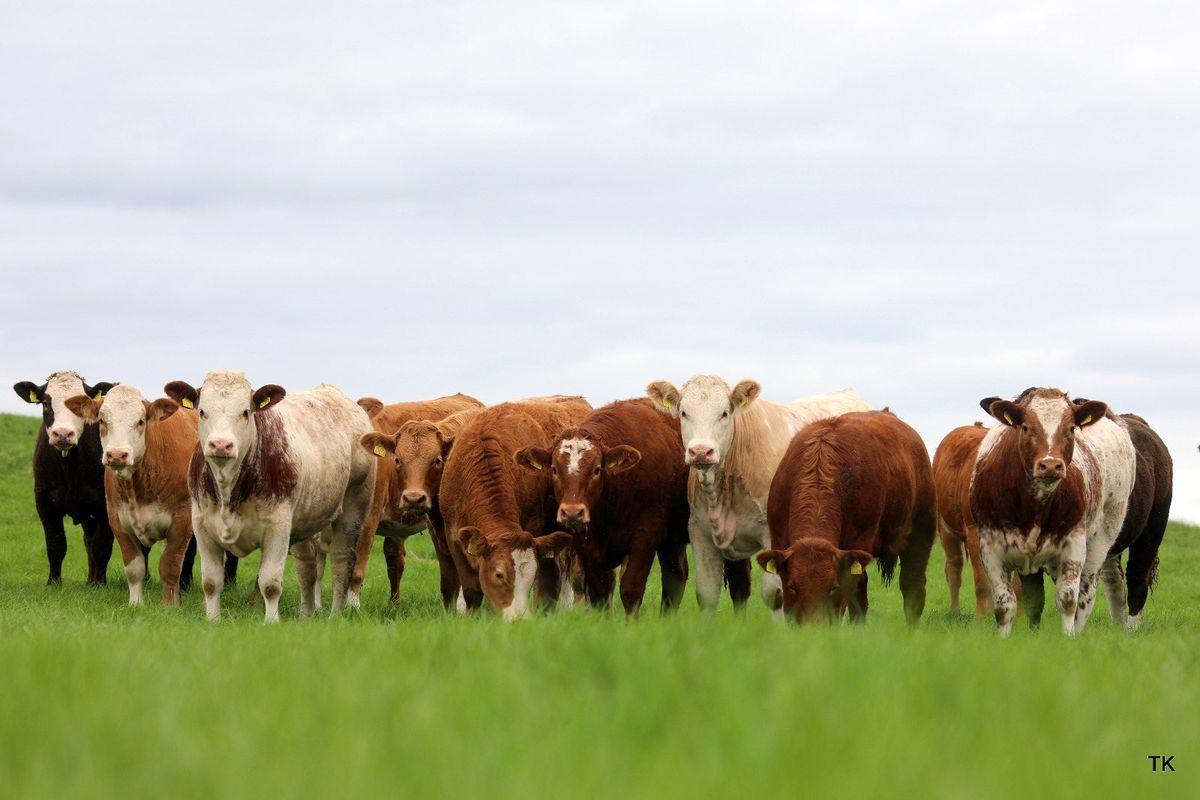Tateetra and Rathmore Farms' 3rd annual heifer sale this Friday