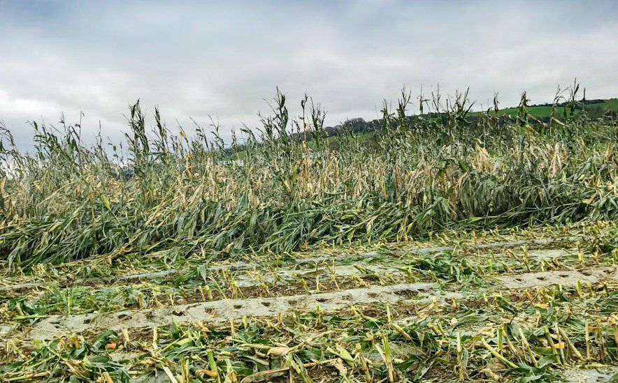 Storm-battered maize proving difficult to harvest