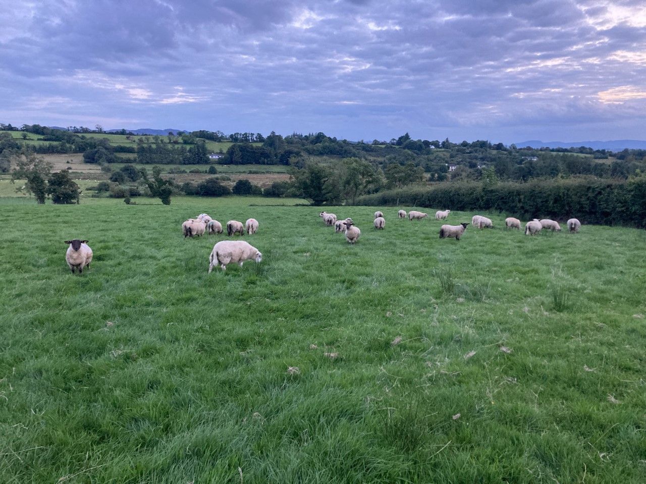 Sheep trade: Lamb quotes at €6.00/kg