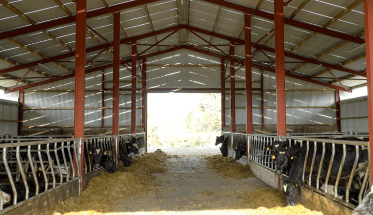 DairyBEEF2019: How can I reduce antimicrobial resistance on my beef farm?
