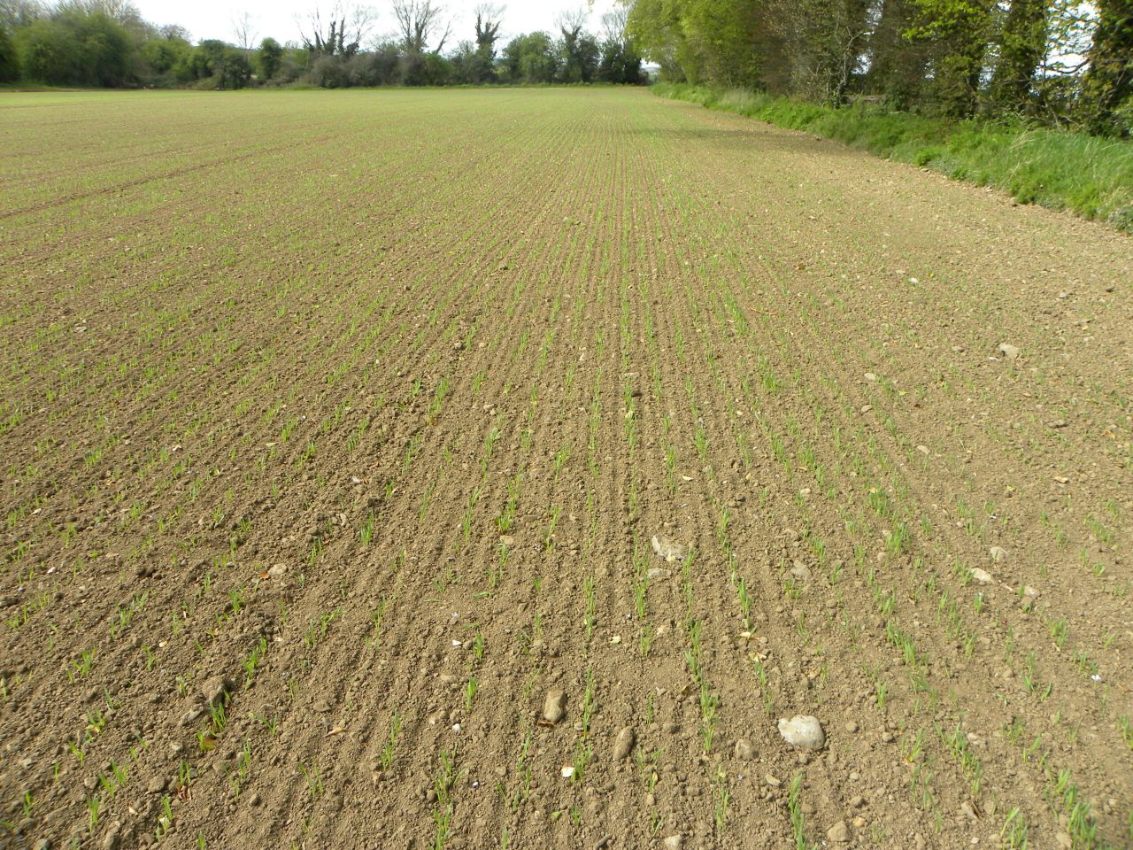 'Well sown is half grown for malting barley crops'
