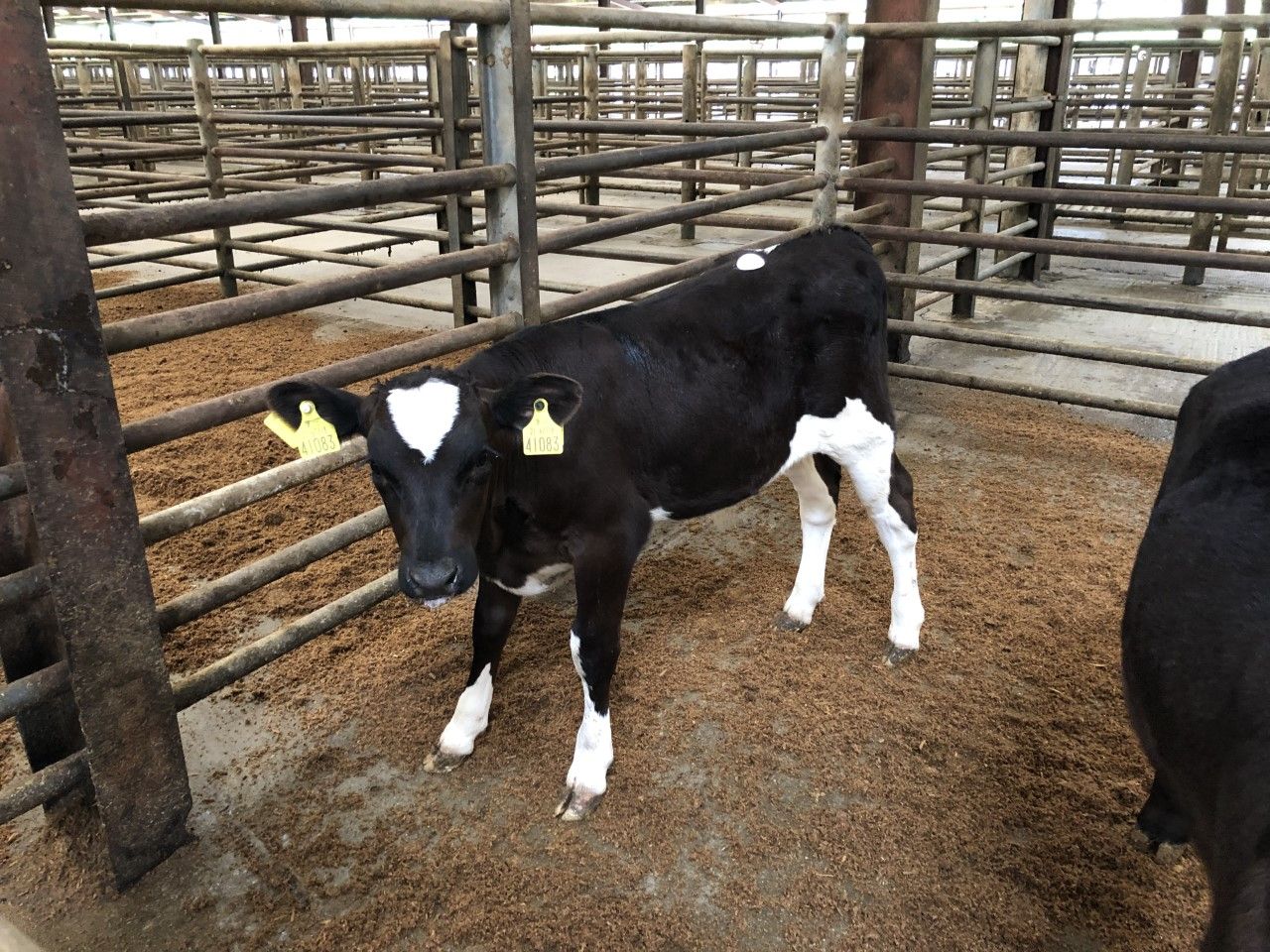 Getting the best price for your calf as demand soars