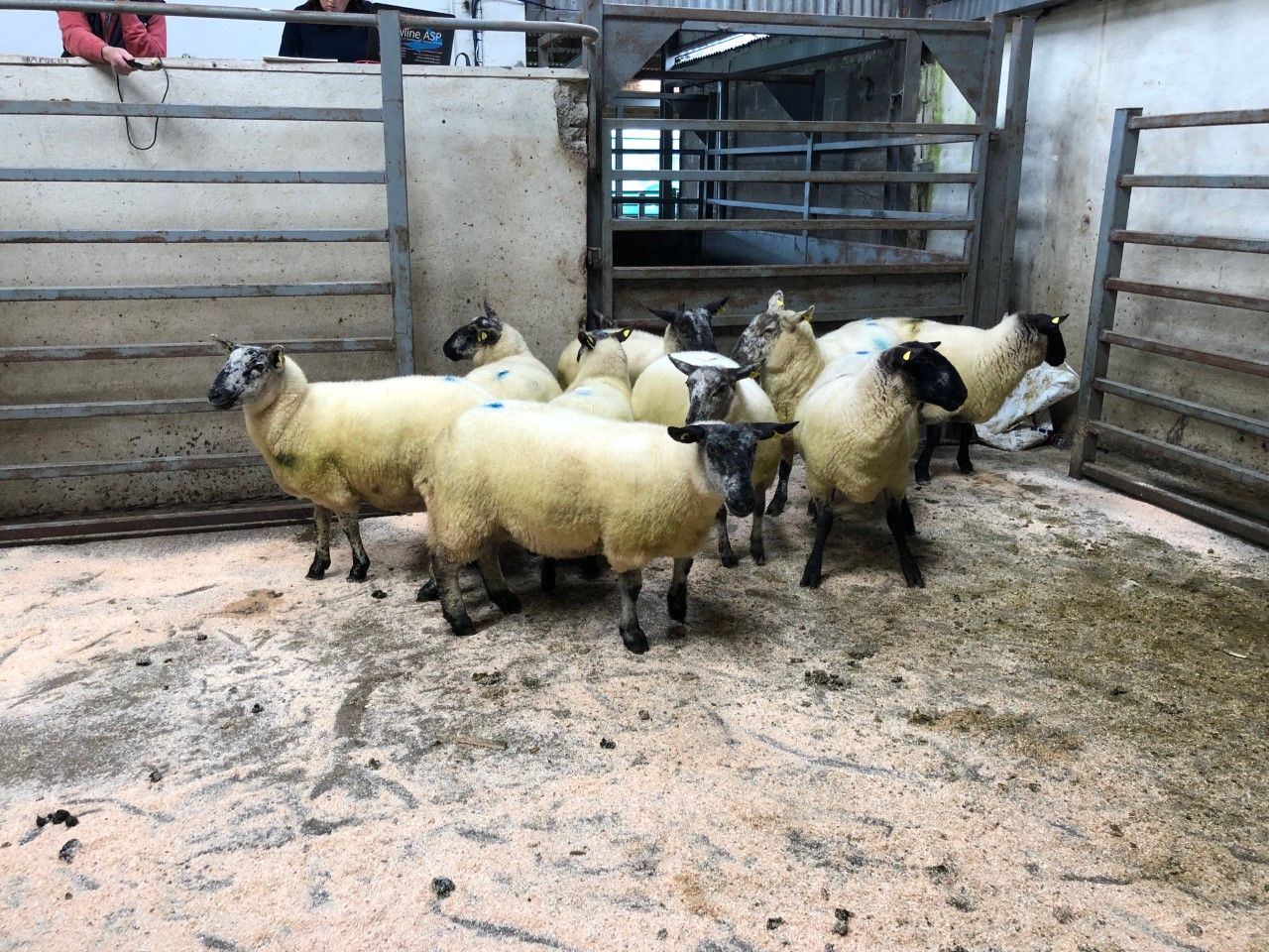 Sheep marts: Strong trade all round, as the number of in-lamb ewes on offer increases