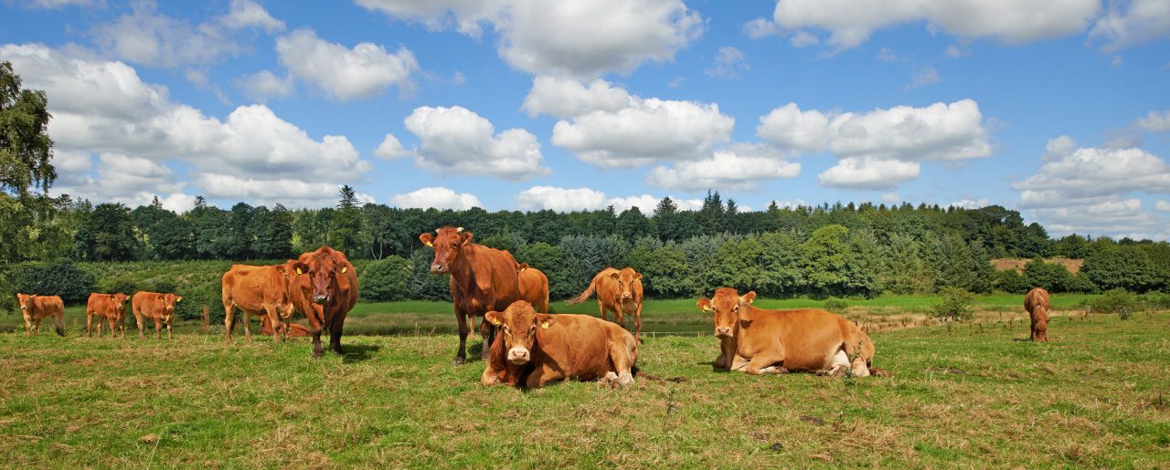 ICMSA accuses factories of using 'mind games' to reduce cattle prices