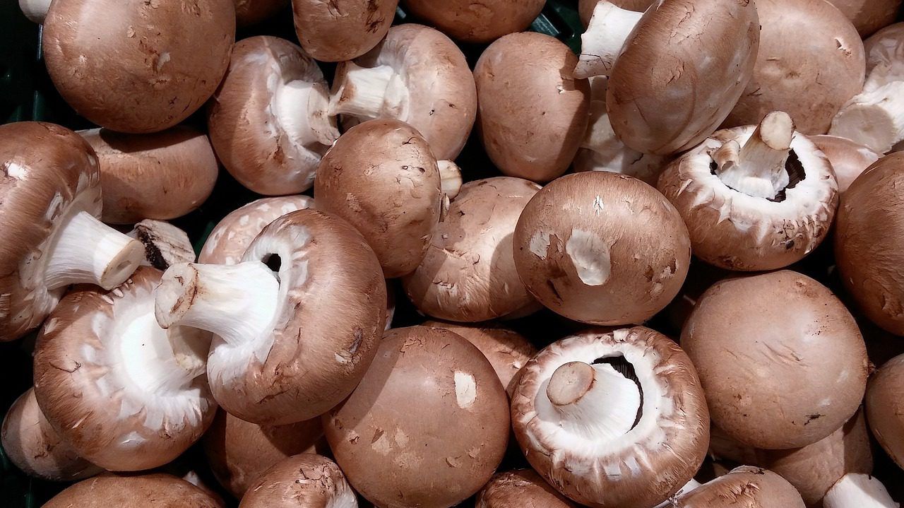 Campaign launched to highlight benefits of mushrooms
