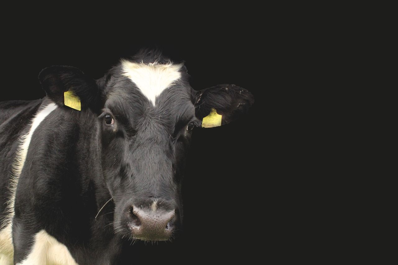 2 further cases of BTV detected in Kent