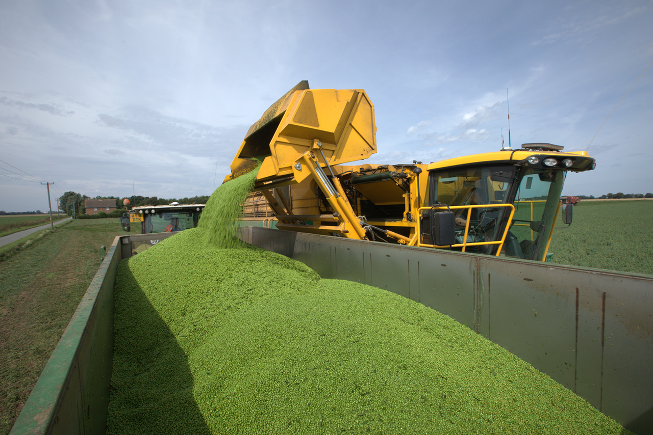 New algorithm to predict vining pea yields at harvest