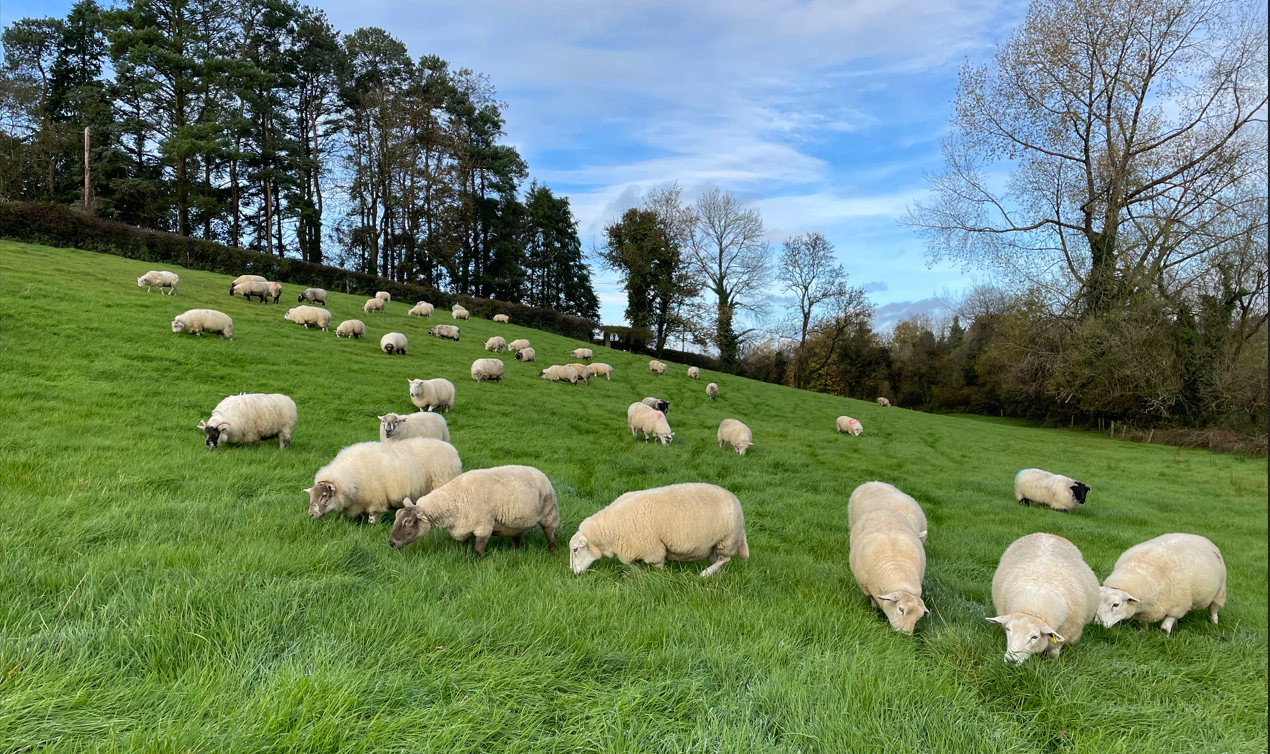 Sheep trade: No lift in quotes as hogget price €1.30/kg below last year