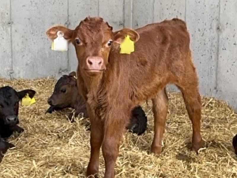Dairy Beef Index Series: Dairy beef breeding in Galway