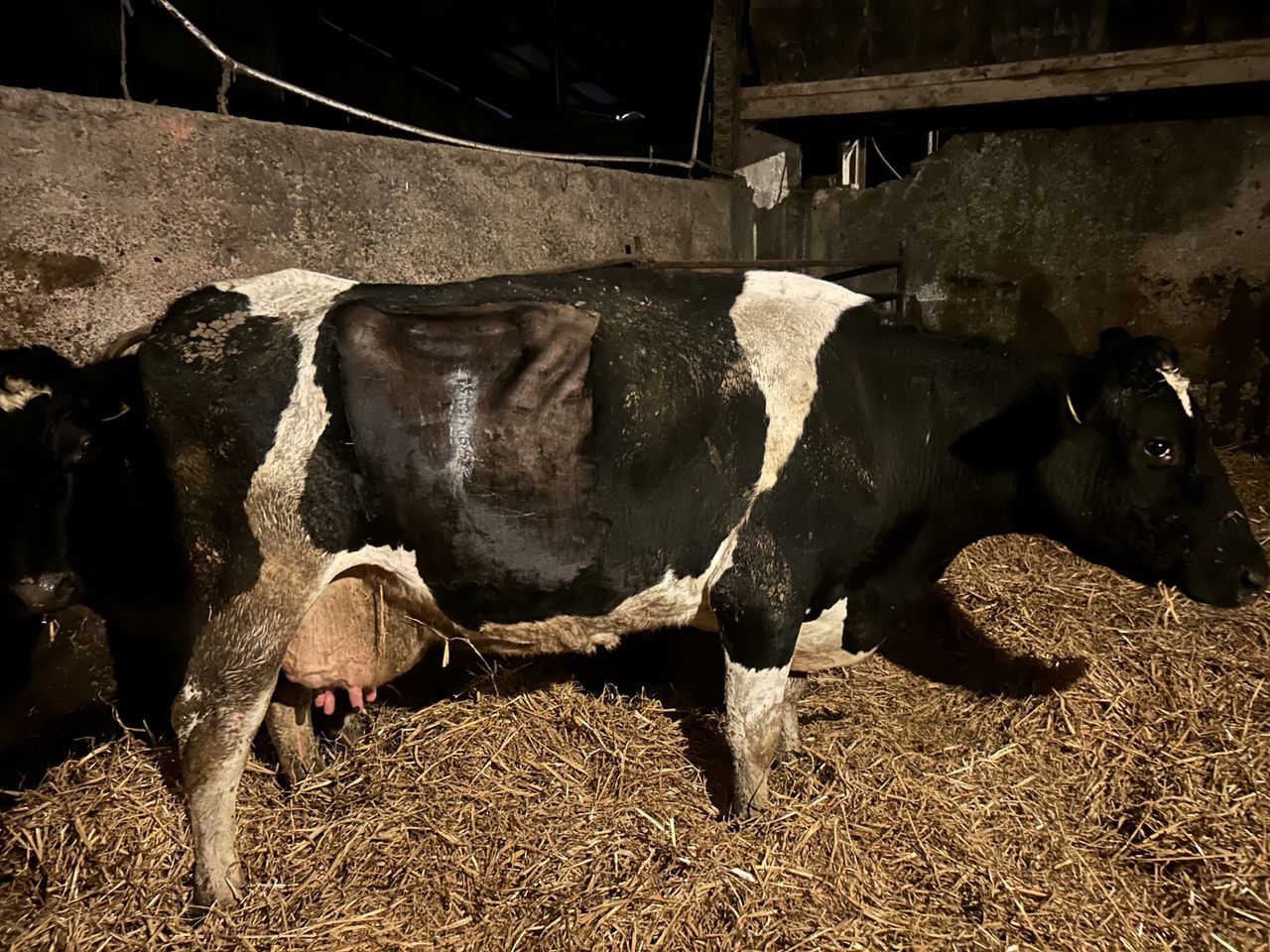 Spring calving: What are the signs of displaced abomasum?