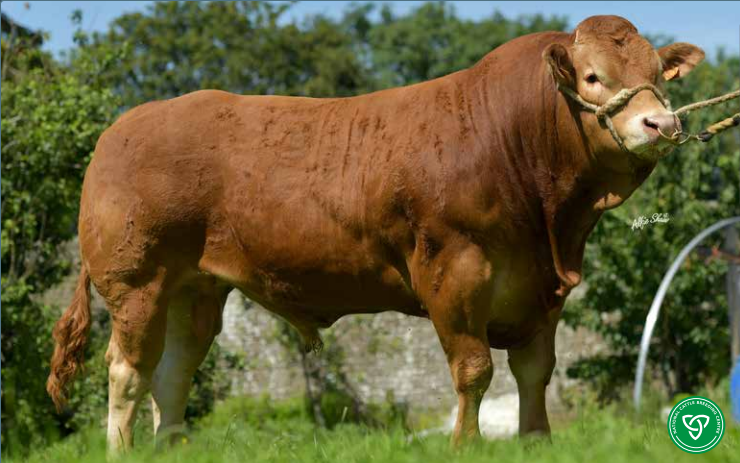 New beef sires added to Gene Ireland Programme