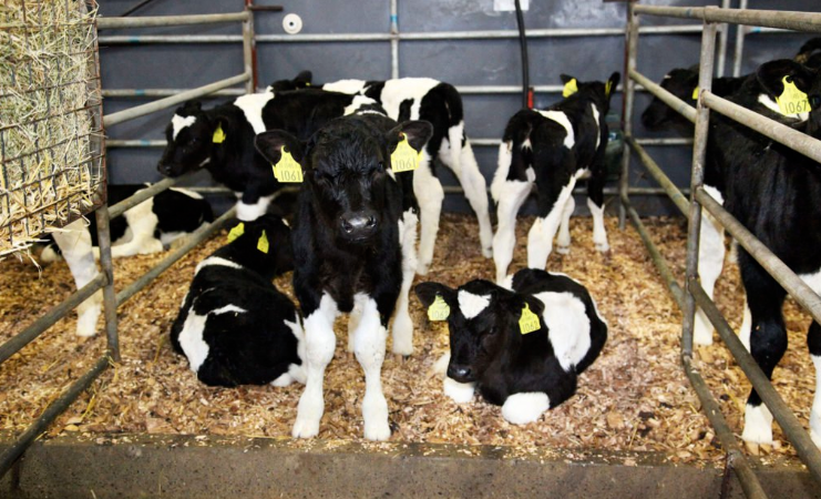 Buying calves this spring - what price should you be paying?