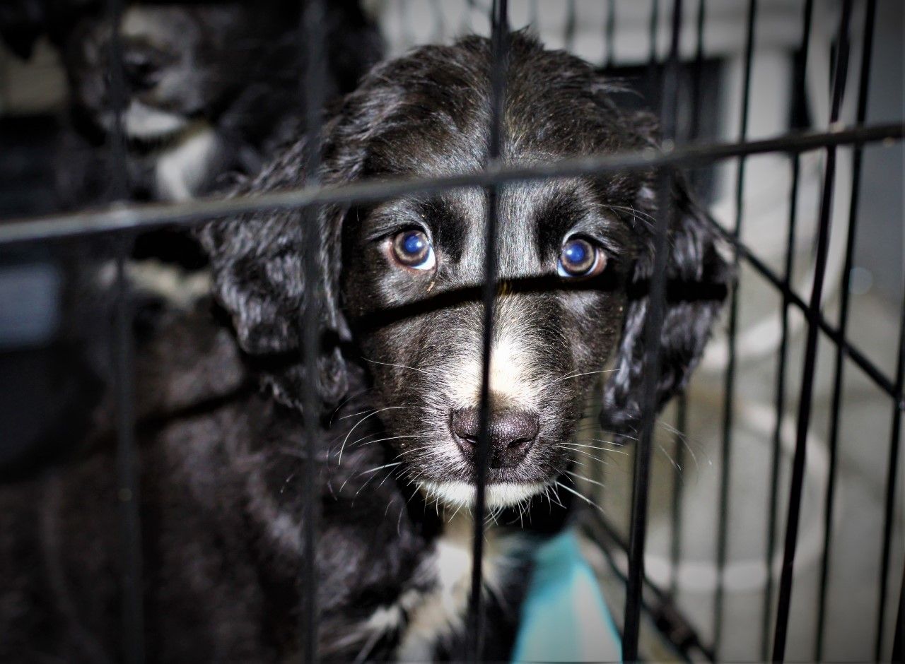 USPCA and DAERA urge people to not buy animals this Christmas