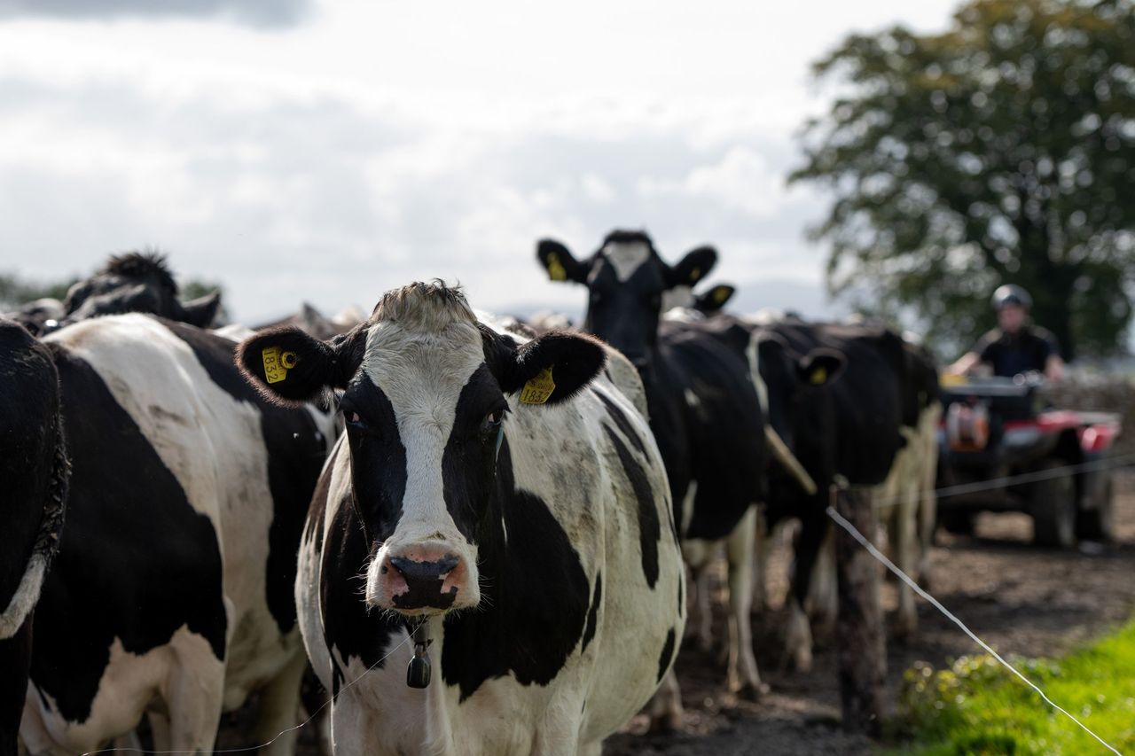 NDC: More education needed to highlight 'importance' of dairy intake