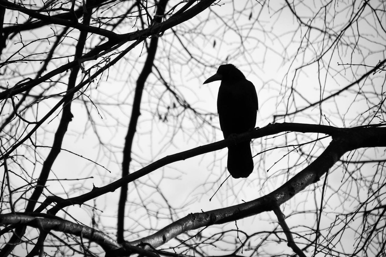 Two Laois men fined for killing protected wild birds