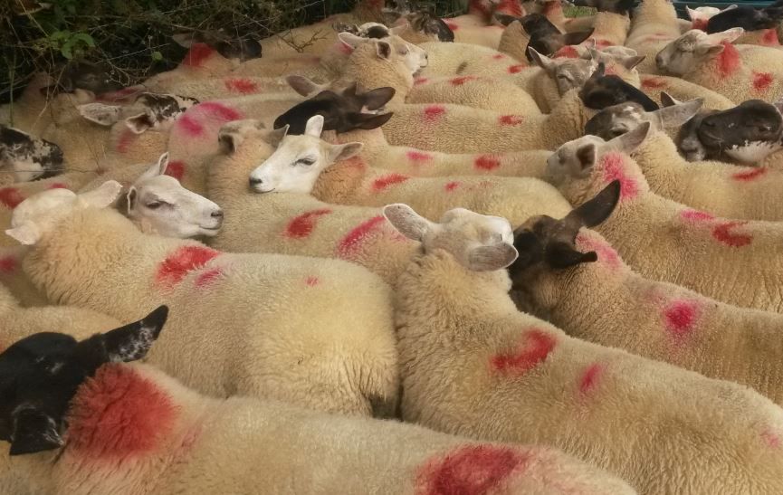 UK consumers ditch lamb at Easter, sales drop by 12%