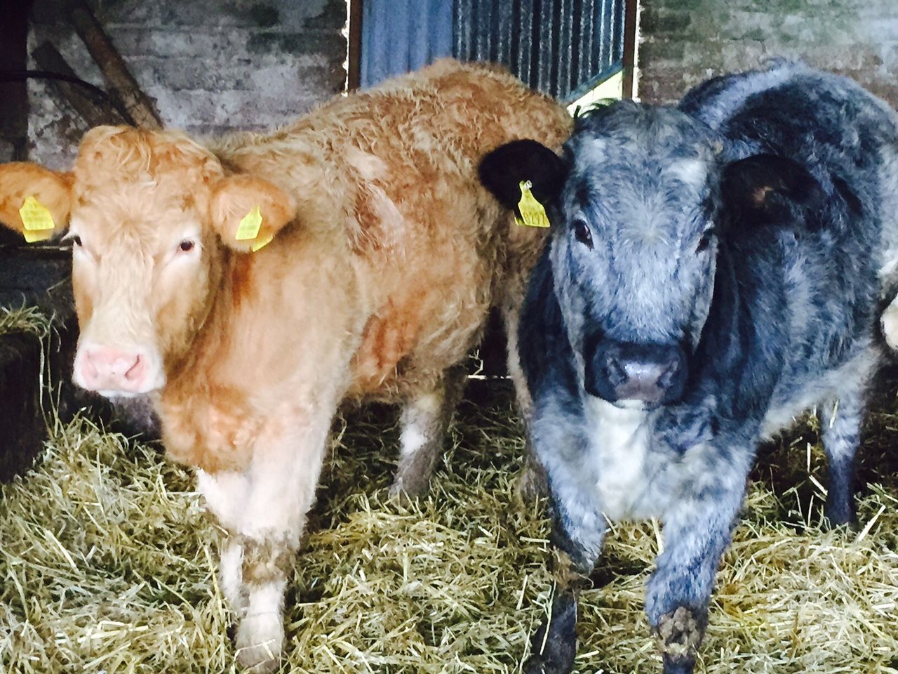 Beef Factories - Irish prime cattle prices remain stable but cows fall again