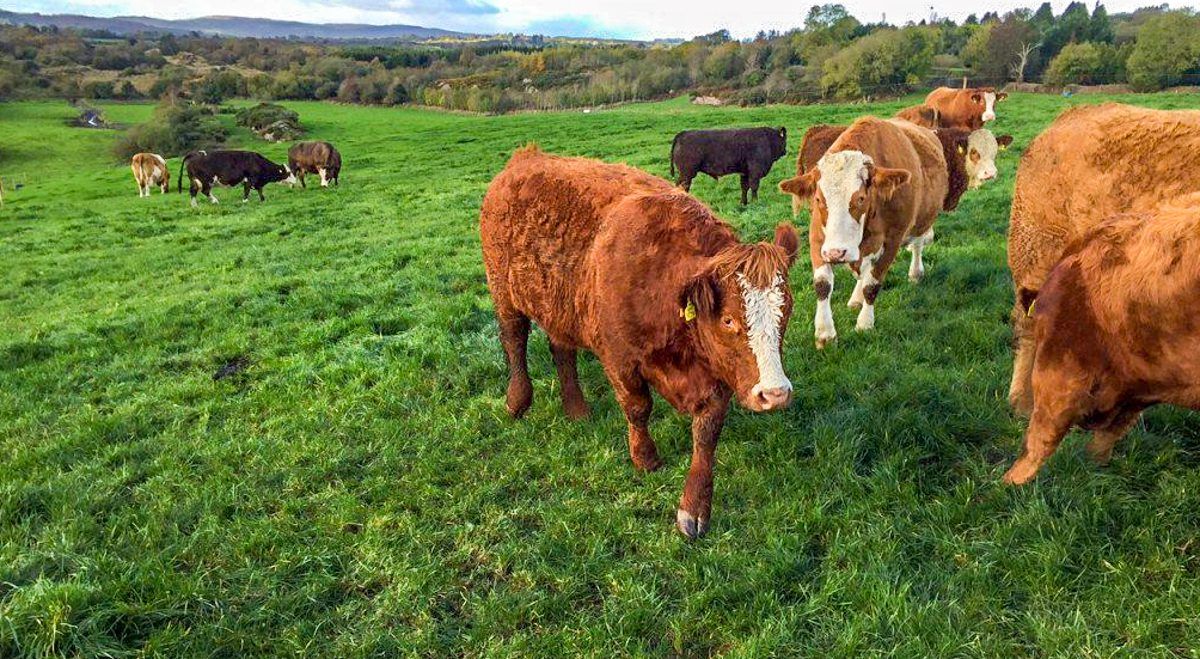 'The more grass I grow, the more profit I make'