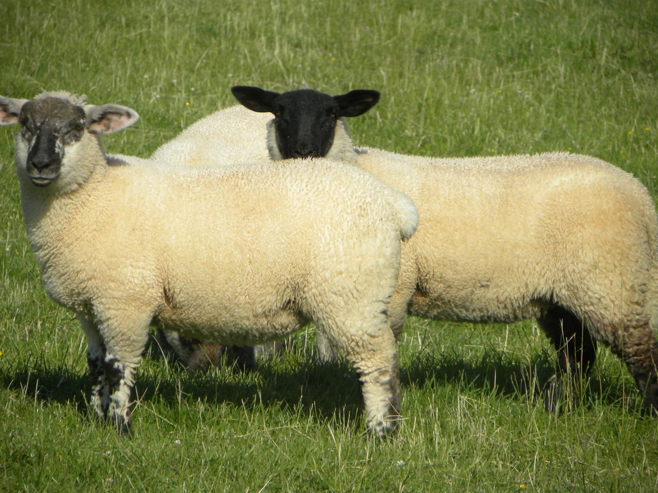 Now is the time to start planning for Easter lambs
