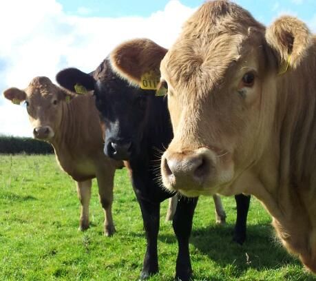 China is to build a cloning factory to produce 1m beef cattle
