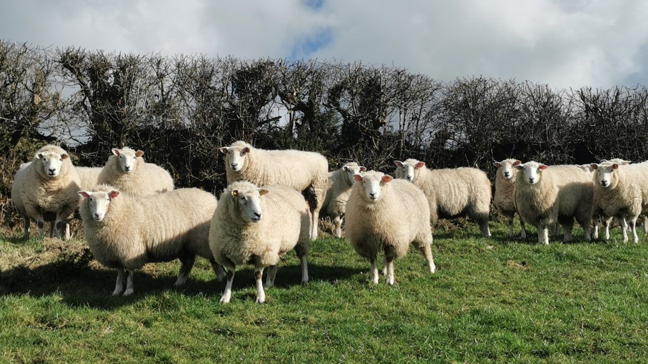 Sheep and goat census should be completed today - DAFM