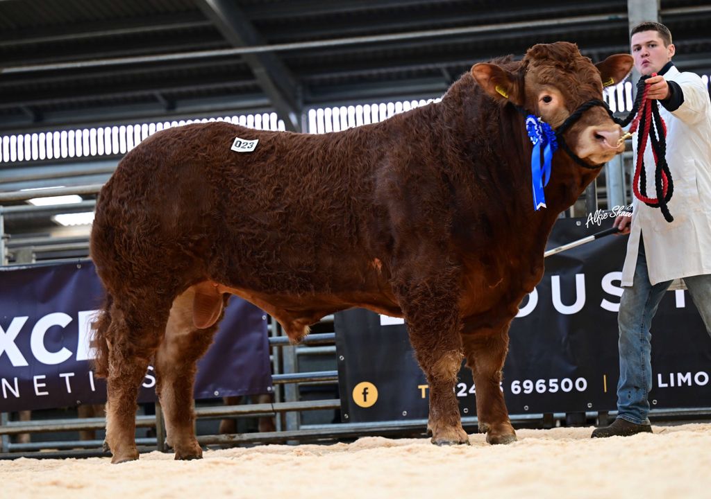 Paul Campbell, Carnlough, exhibited the senior and supreme overall champion Spage Unison that sold for 6,000gns. Source: Alfie Shaw
