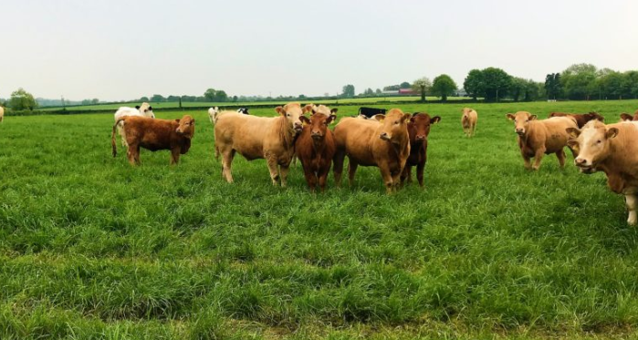 How do Irish deadweight heifer prices compare in Europe?