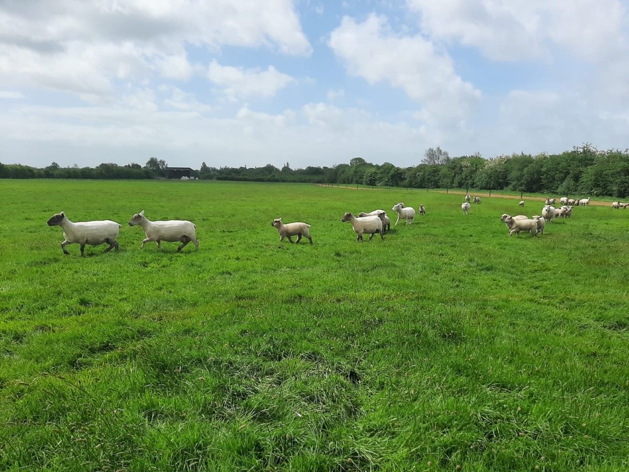 Sheep farmers 'under no pressure' to offload lambs