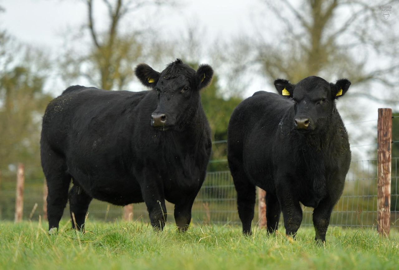 Aberdeen Angus cattle find new EU headquarters in Tuam