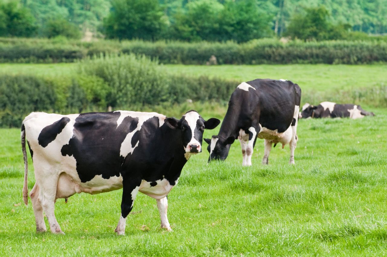Taking hold of cell counts and identifying the problem cows