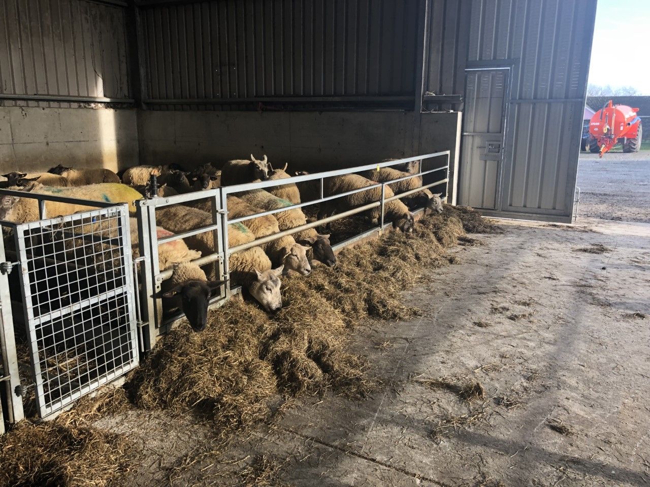 Effects of underfeeding ewes pre-lambing