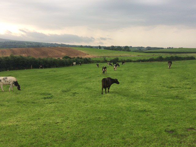 Grass advice: Managing surplus grass and rotation length