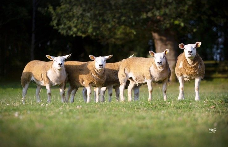 Irish Texel Sheep Society set to host main sale this week