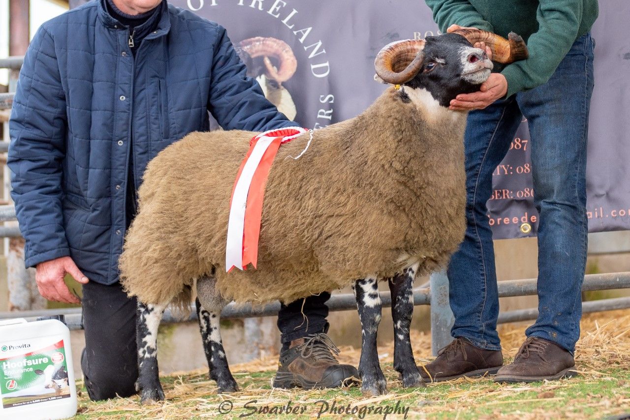 Inaugural South of Ireland Lanark sale tops €4,100