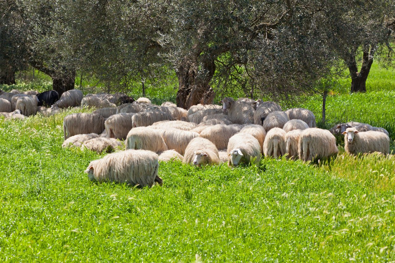 Italian farmers suspected of fraud have assets worth €250k seized