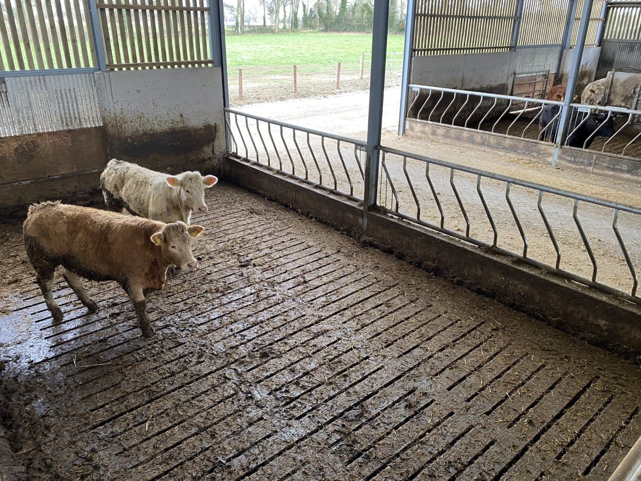 Beef kill: Tight cattle supply expected in the short-term