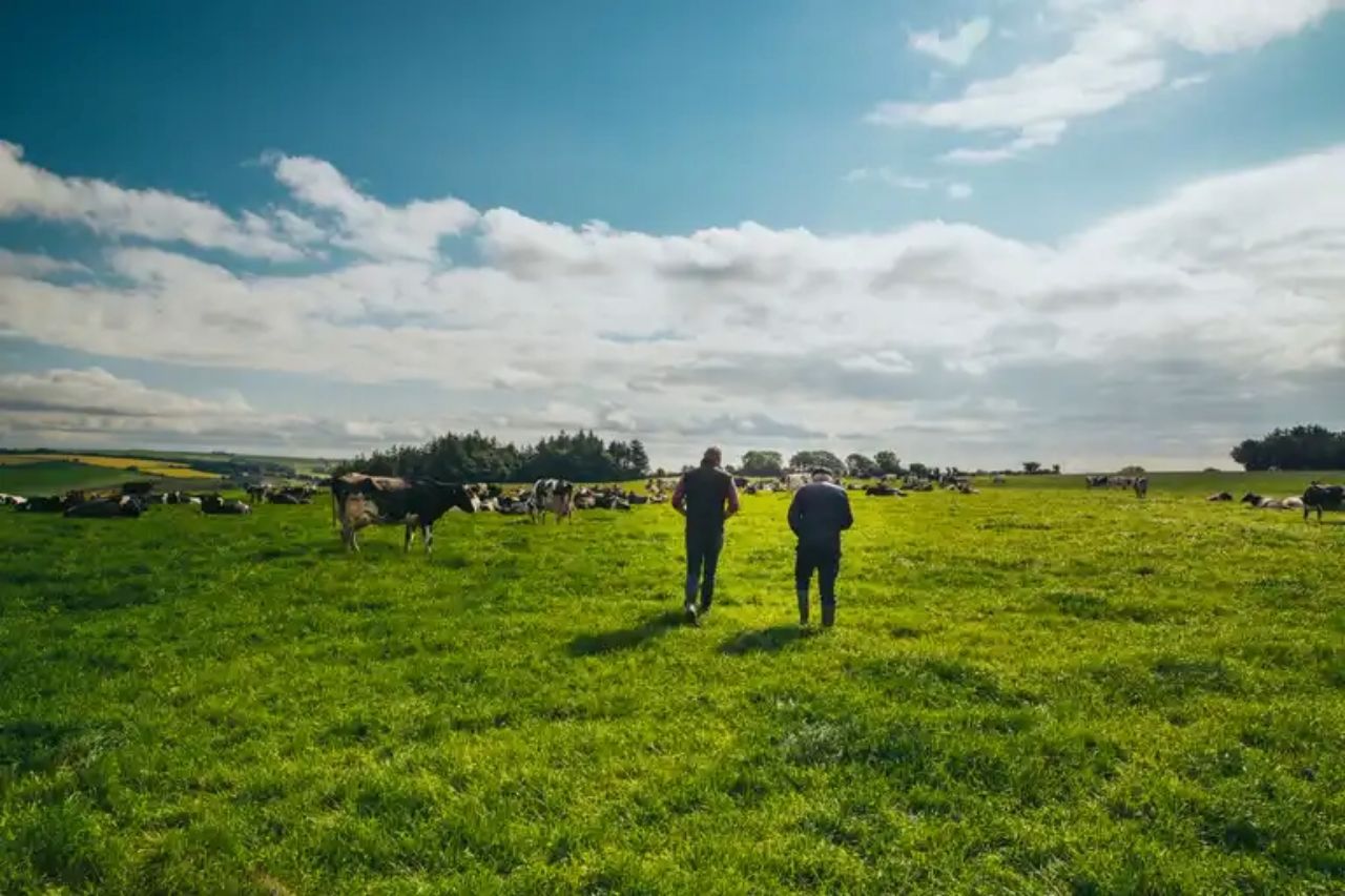 Dairy Focus - animal welfare and sustainability on west Cork farm