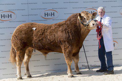 Pics: Northern Irish Limousin bull fetches £105,000 at auction