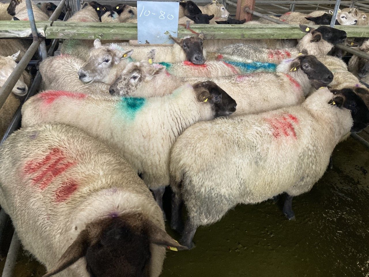 Sheep trade: Prices see another lift across the board