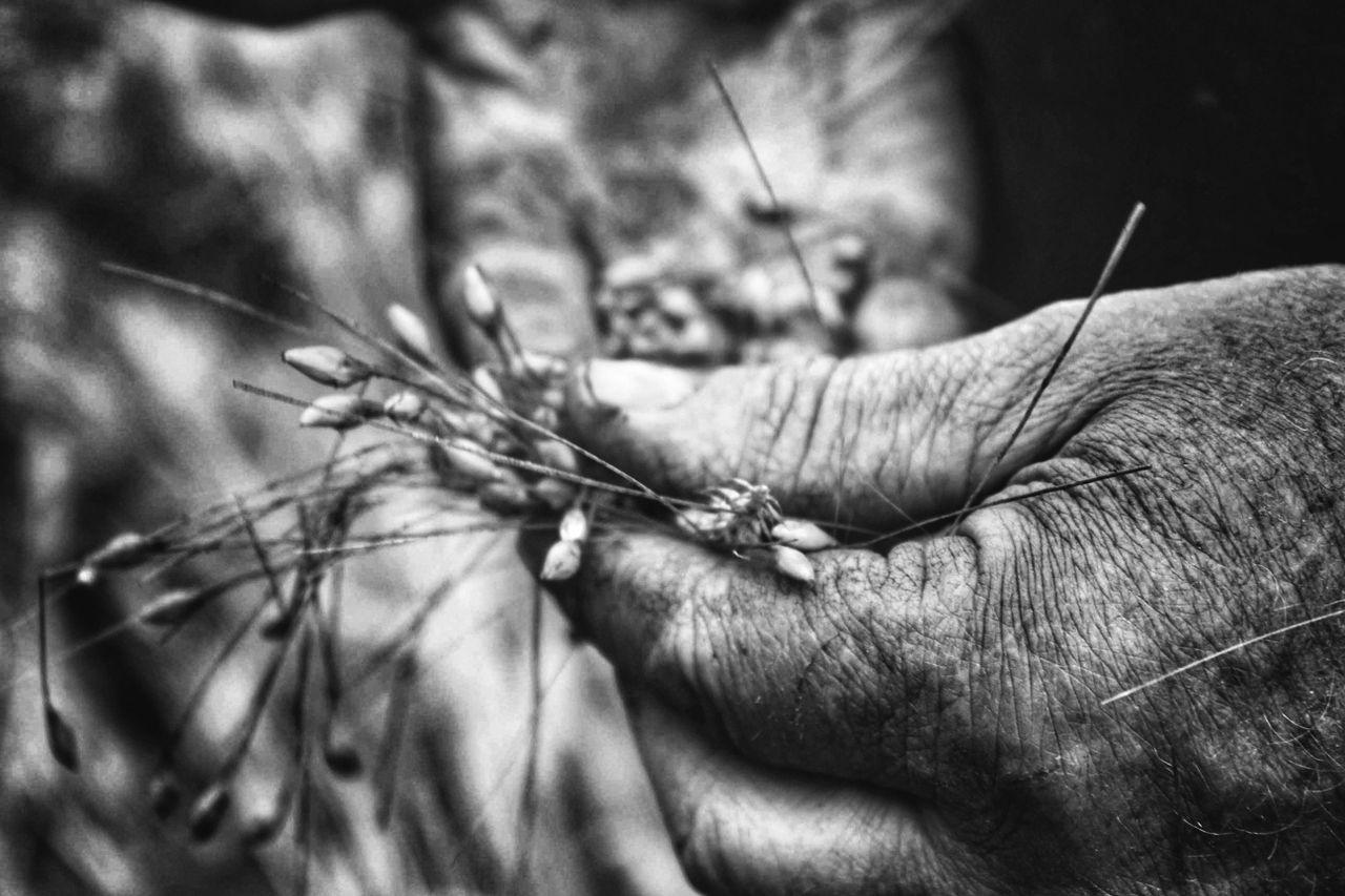 Grain price: Indications of harvest price will be a while off