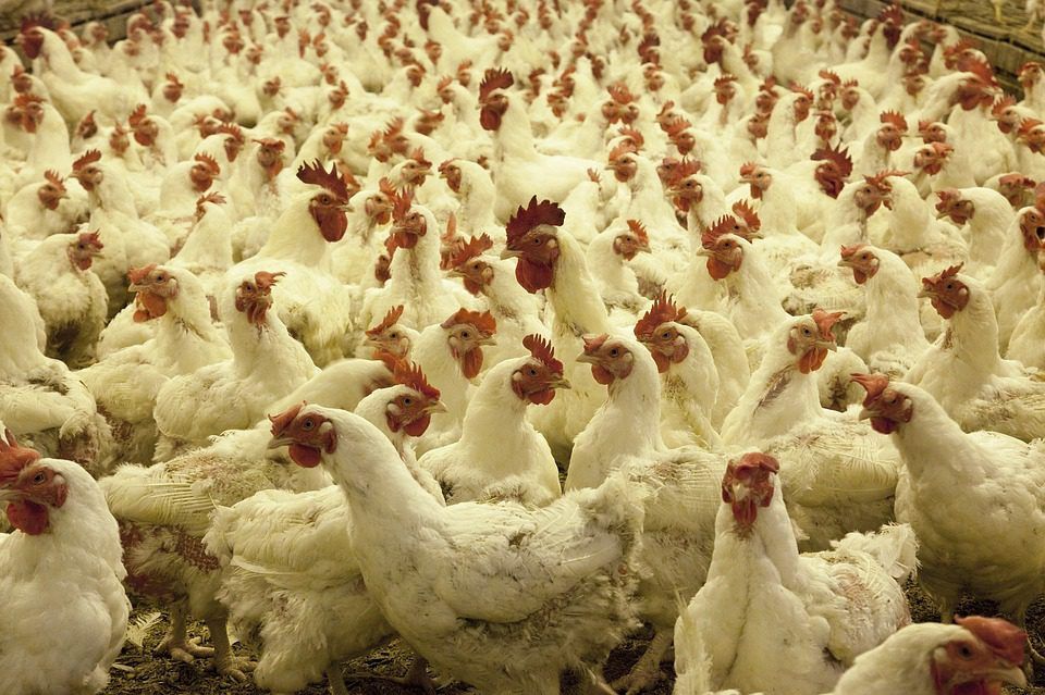 Poultry exports increased by 7% in 2023