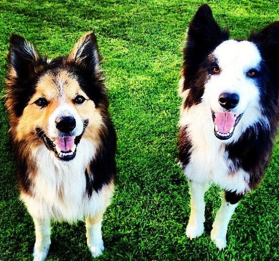'Northern Ireland’s pet owners now facing onerous documentary checks' - Poots