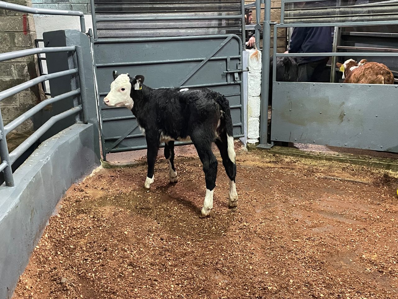 Mart report: Calves, weanlings and runners at Ballyjamesduff