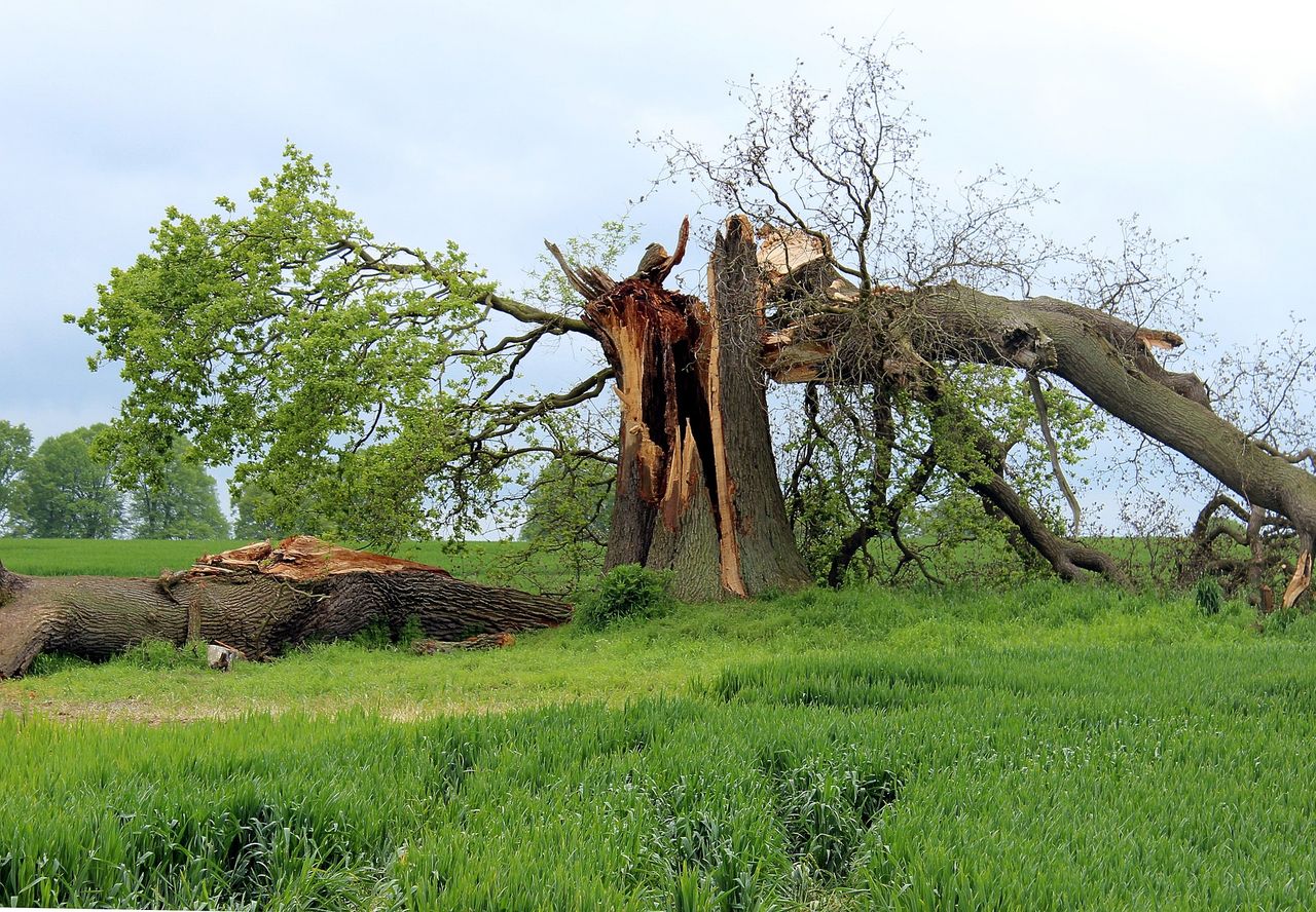Farmers urged to be 'extra vigilant' during Storm Éowyn